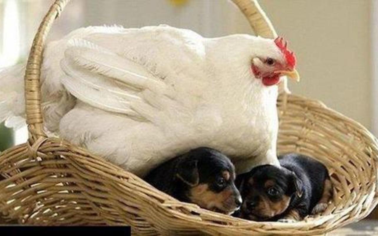 Chicken On Puppies Funny Picture