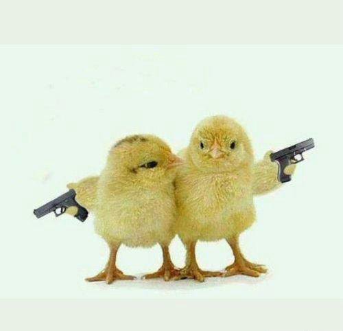 Chickens With Gun Funny Image