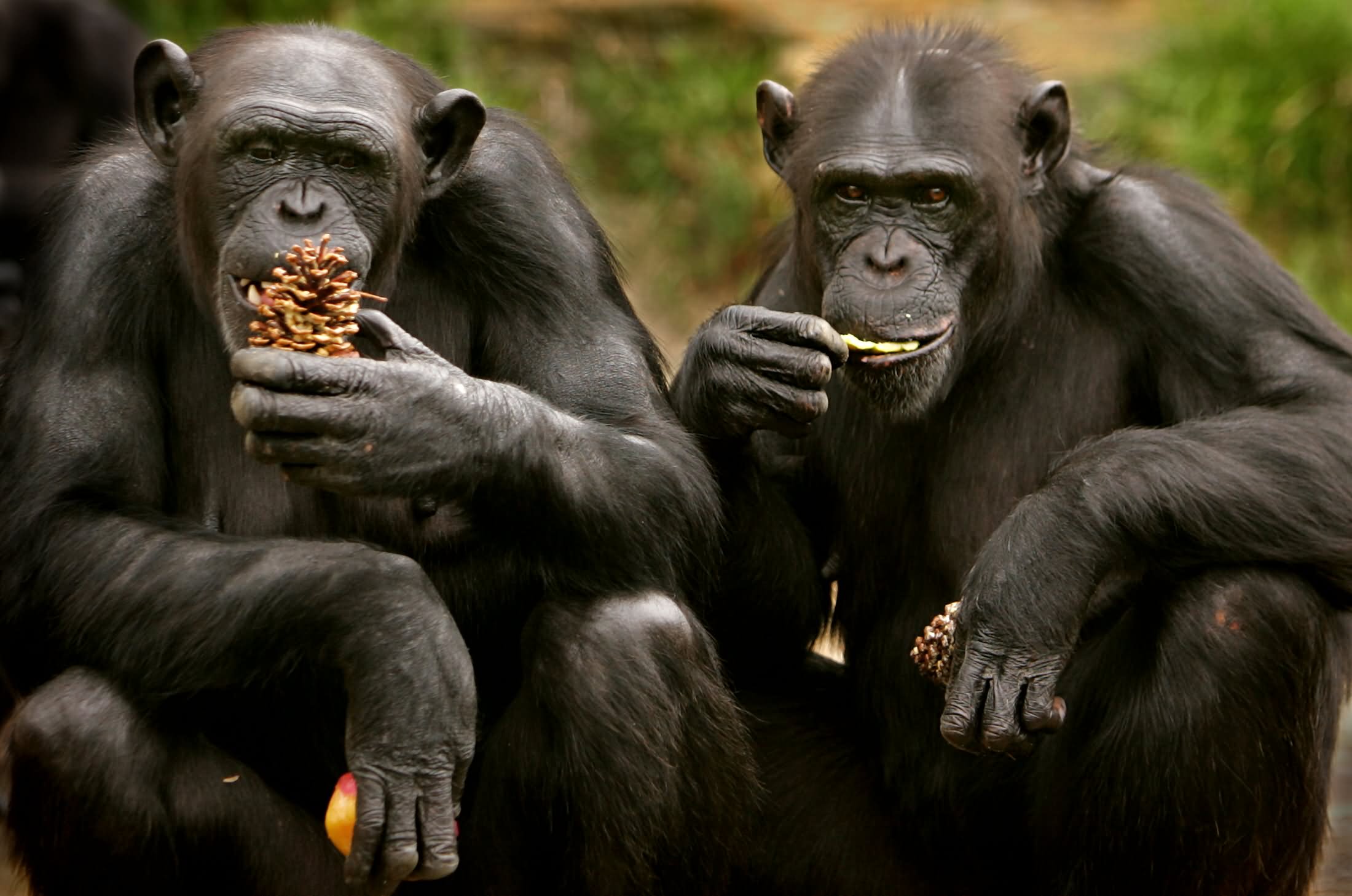 Chimpanzees Funny Eat Picture