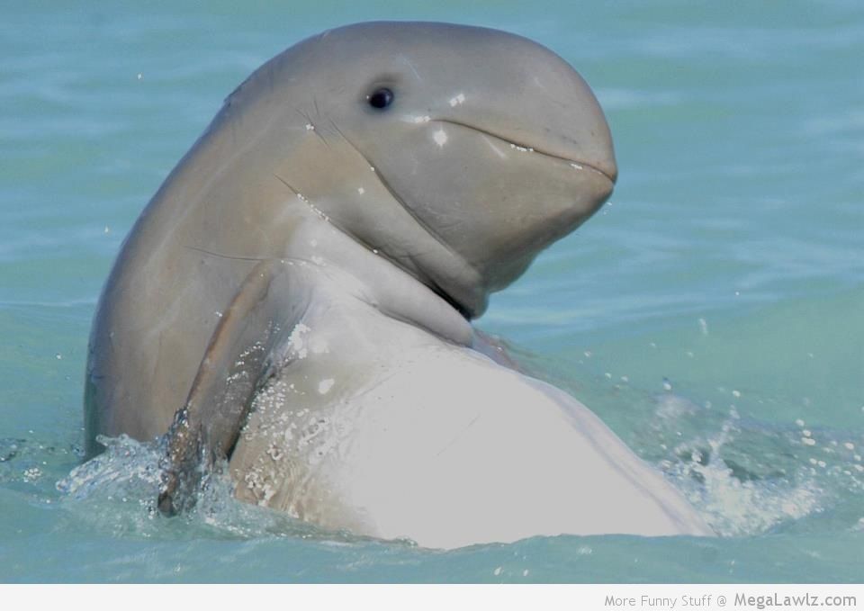 Cute Dolphin Funny Picture