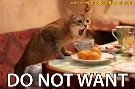 Do Not Want Funny Cat Eat Picture
