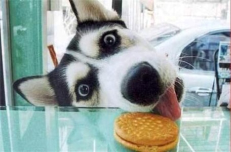 Dog Try To Eat Biscuit Funny Picture