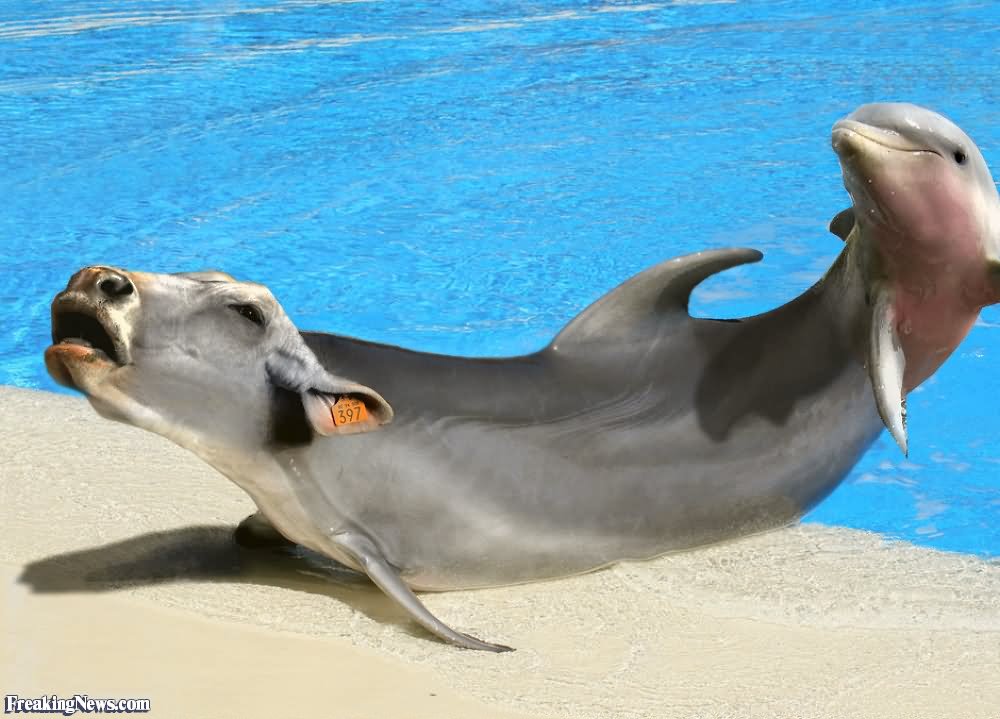 Dolphin Cow Funny Picture