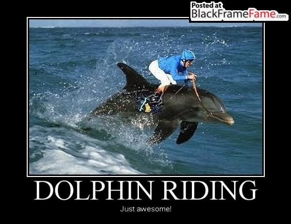 Dolphin Riding Just Awesome Funny Poster