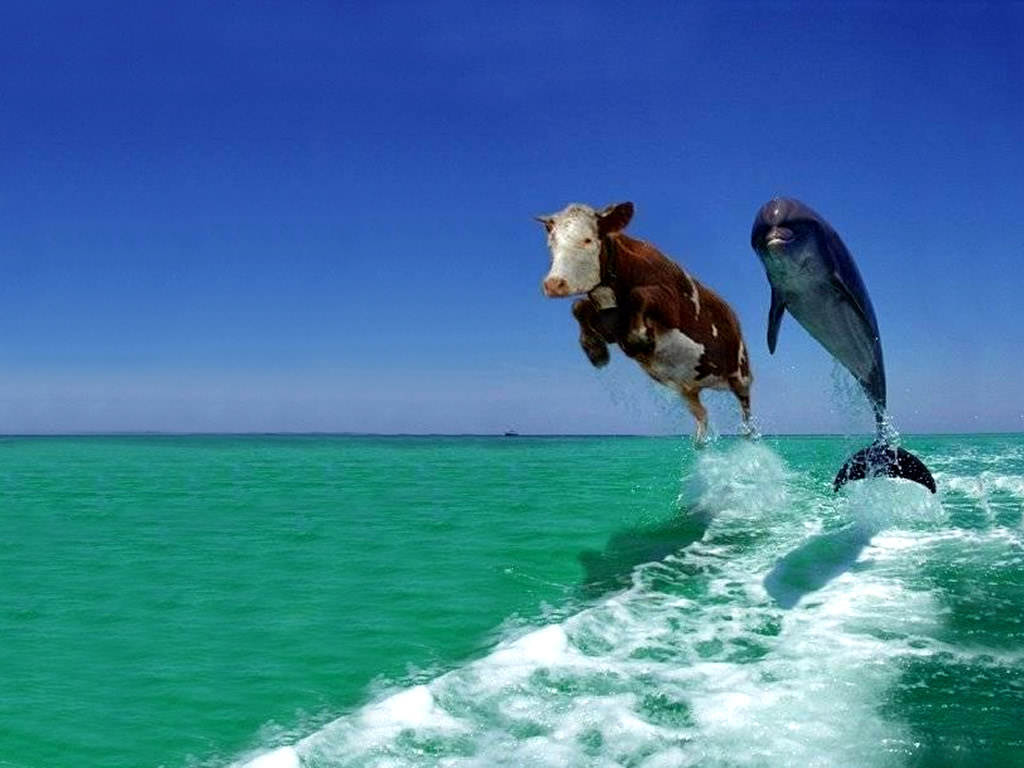 Dolphin Try To Catch Bull Funny Picture