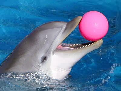 Dolphin With Pink Ball Funny Picture
