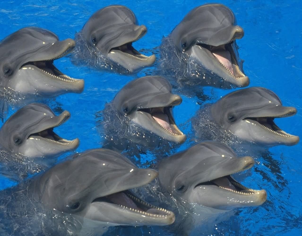 Dolphins Laughing Picture
