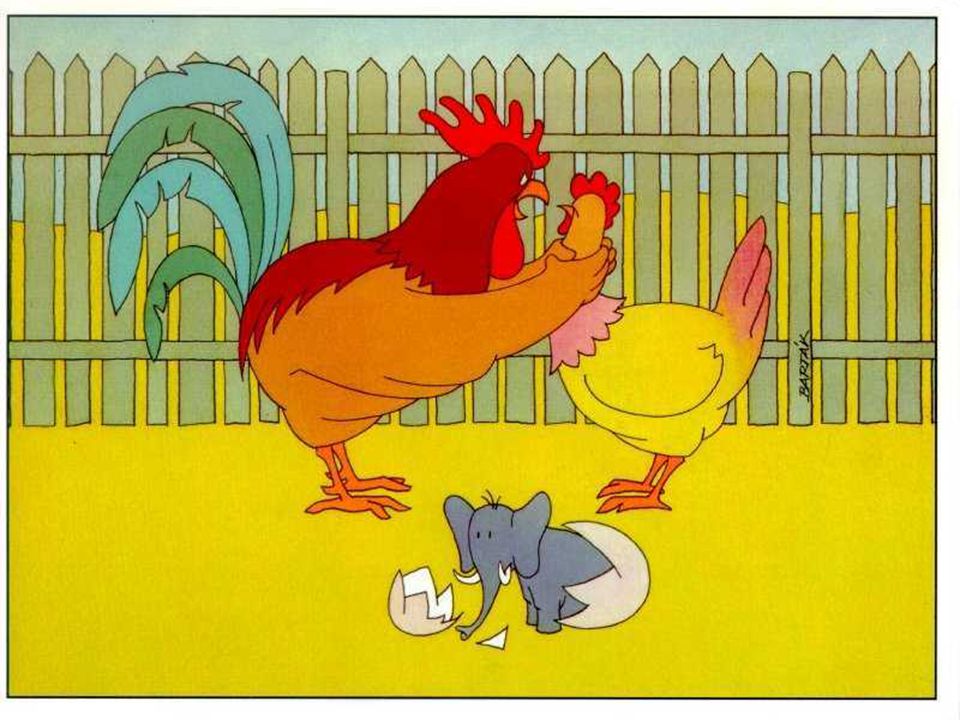 Funny Chicken Couple Fighting