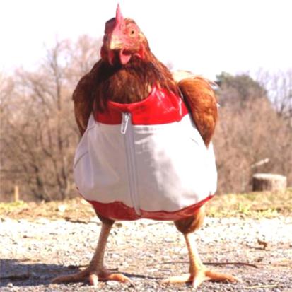 Funny Chicken In Dress