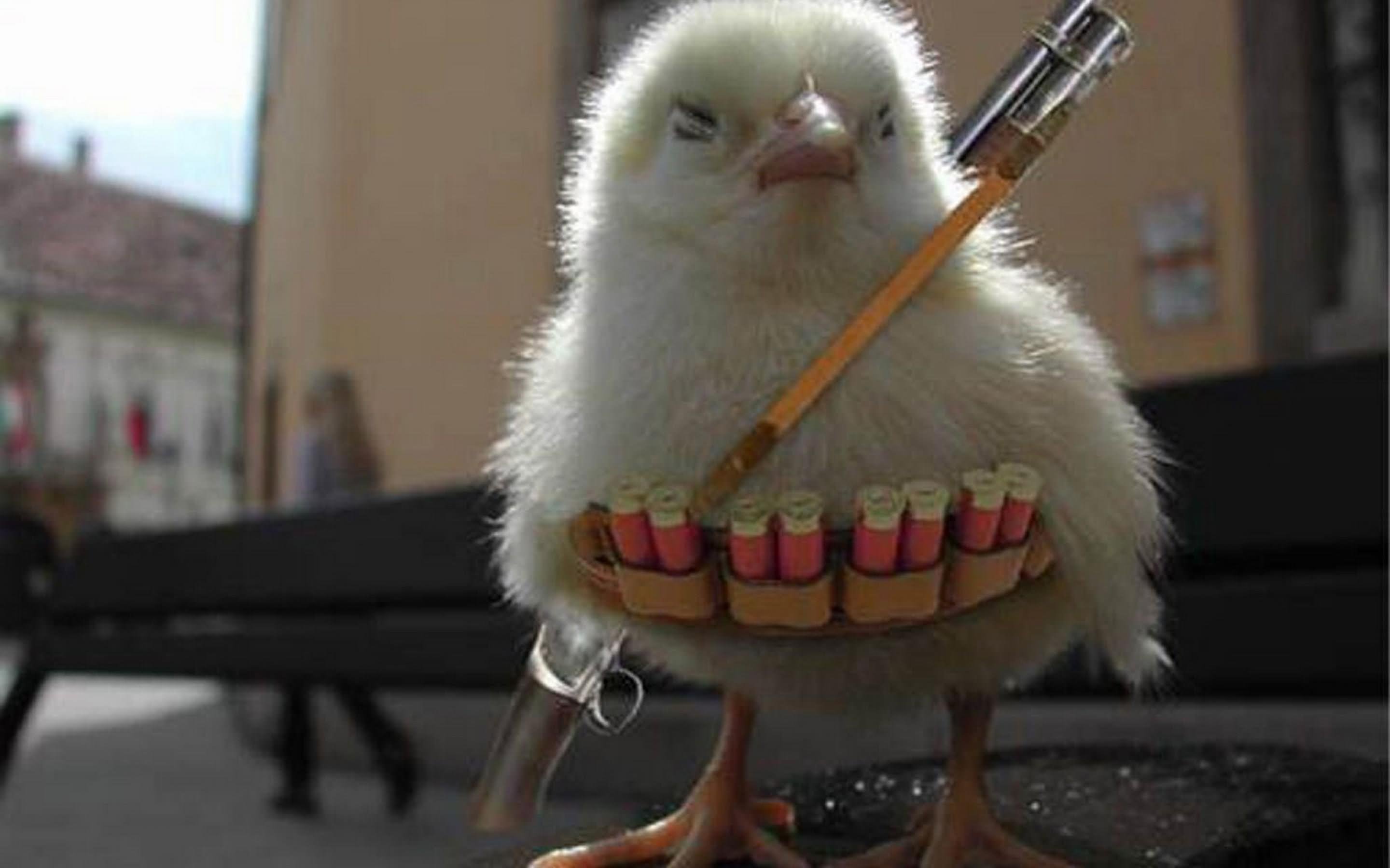 Funny Chicken Warrior Picture