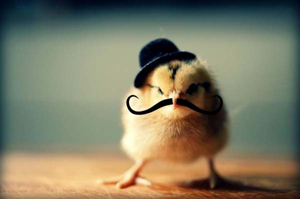 Funny Chicken With Black Hat And Long Mustache