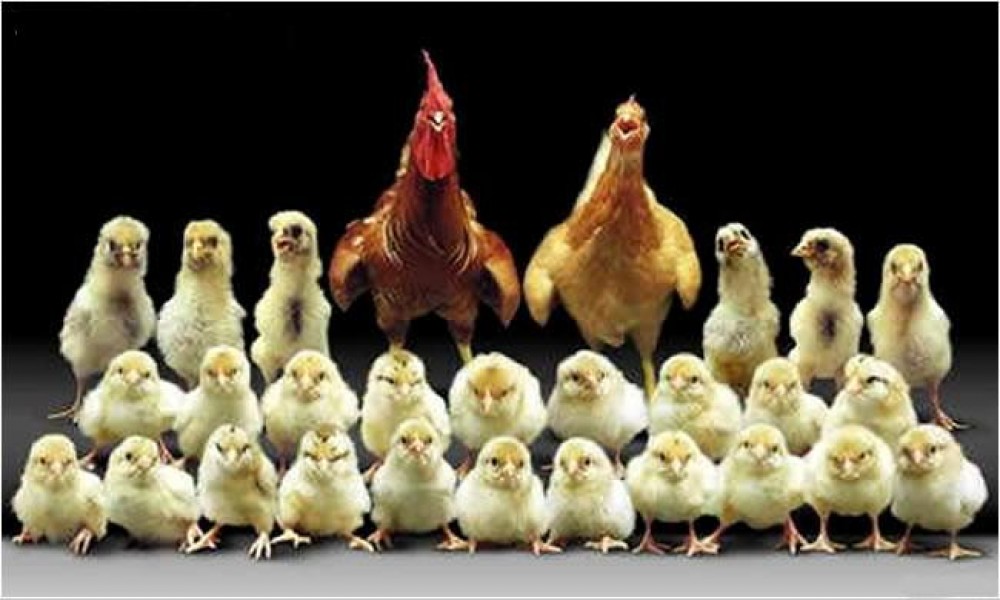 Funny Chickens Family Image