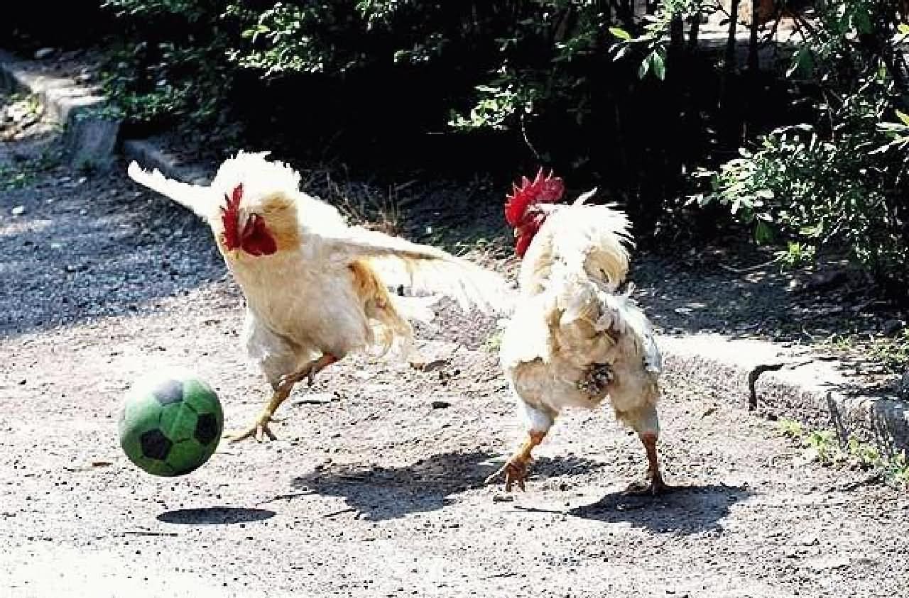 Funny Chickens Playing Football