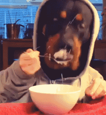 Funny Dog Eating Gif