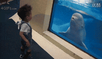 Funny Dolphin Playing With Water Funny Gif