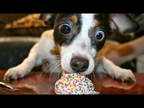 Funny Eating Dog Photo