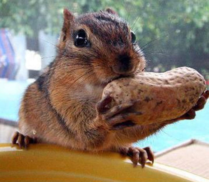Funny Squirrel Eat Nut Picture