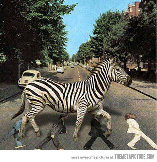 Funny Zebra Crossing Road