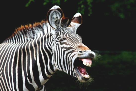 Funny Zebra Laughing Face