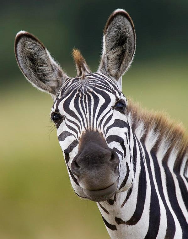 Funny Zebra Sad Face Picture