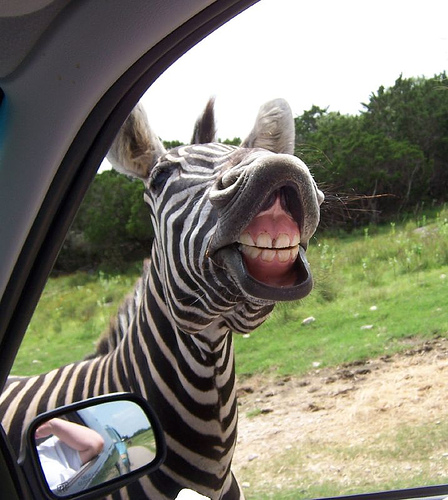 Funny Zebra Showing His Teeth