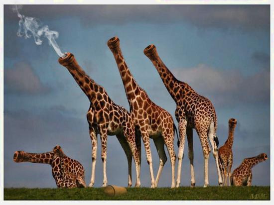 Giraffes Gun Funny Photoshopped War Picture