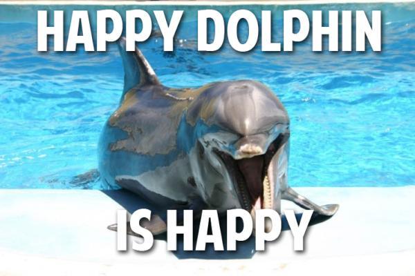 Happy Dolphin Is Happy Funny Meme Picture