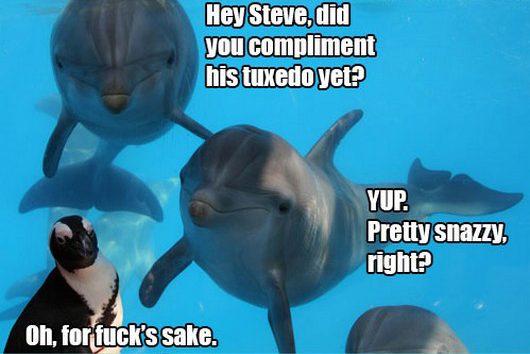 Hey Steve Did You Compliment Funny Dolphin Meme