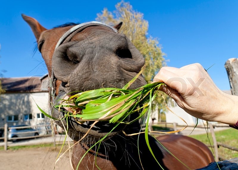 Horse Eating Grass Funny Image