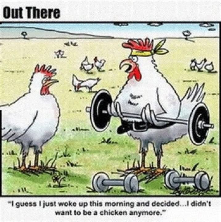 Funny Chicken Cartoons Jokes 27 Very Funny Chicken Pictures