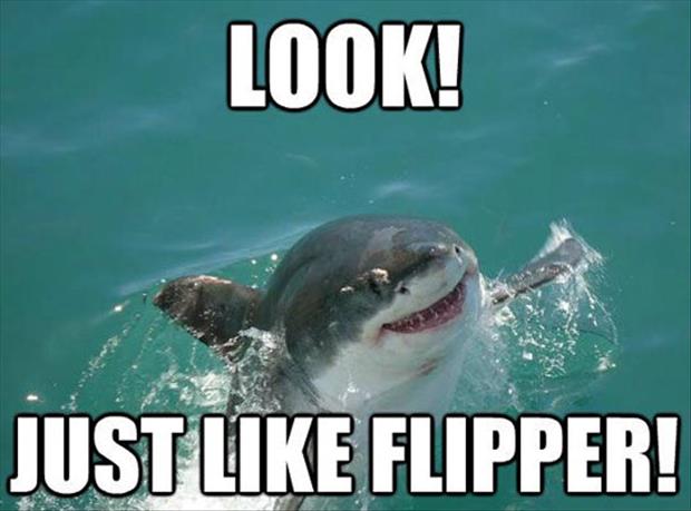 Just Like Flipper Funny Dolphin Meme