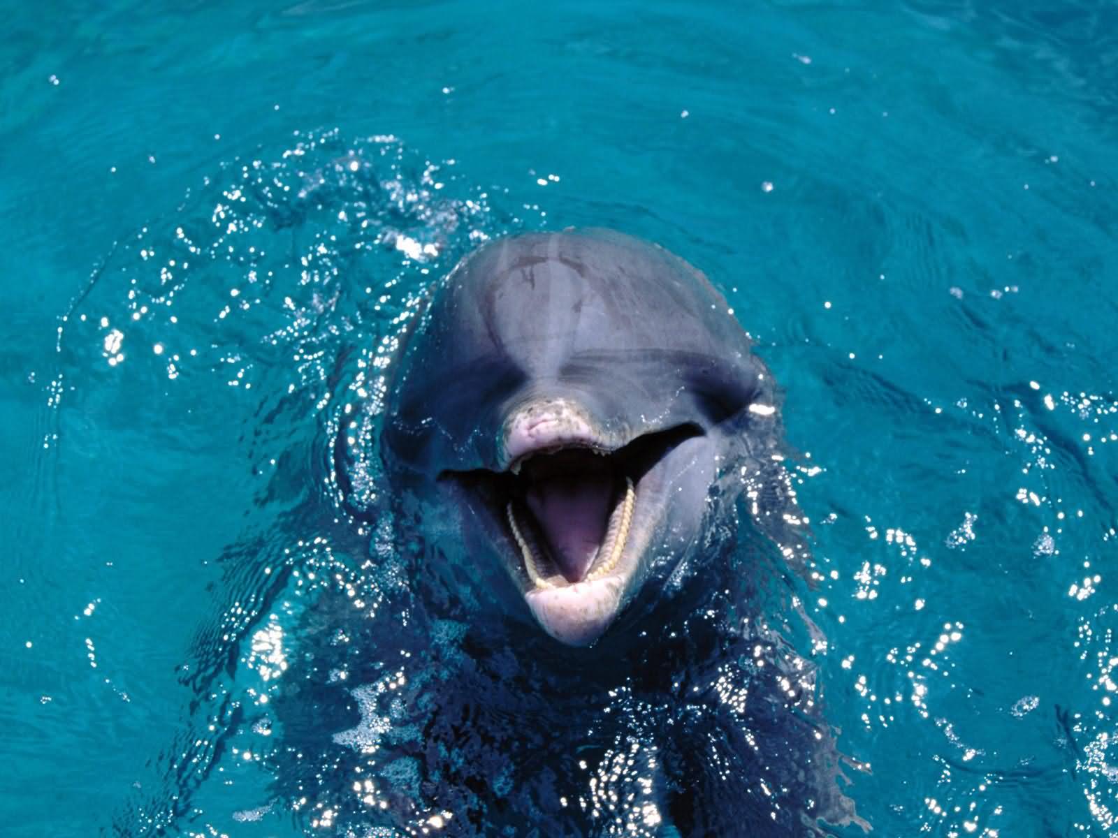 Laughing Face Funny Dolphin