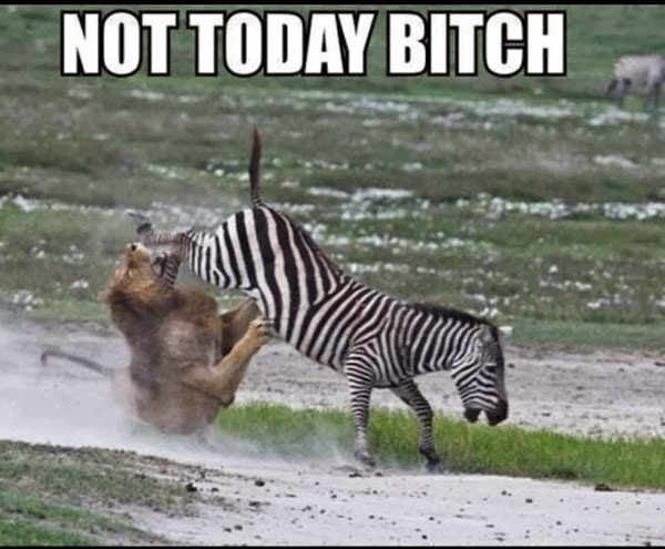 Not Today Bitch Funny Zebra Meme
