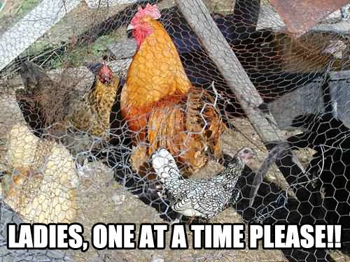 One At A Time Please Funny Chicken Caption