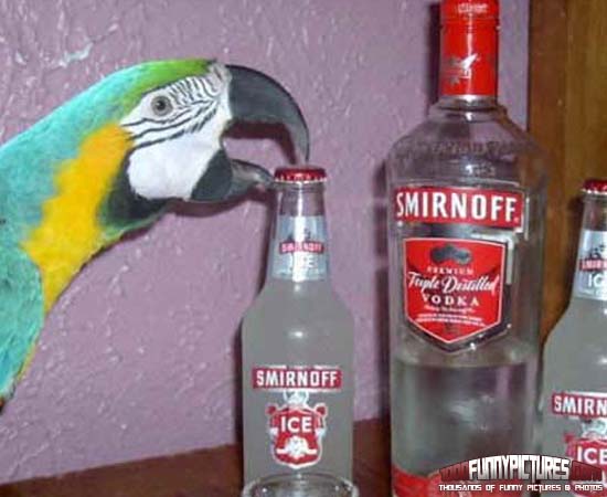 Parrot Loves Alcohol Funny Image