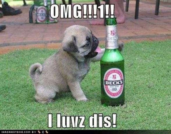 Puppy Loves To Drink Alcohol Funny Meme
