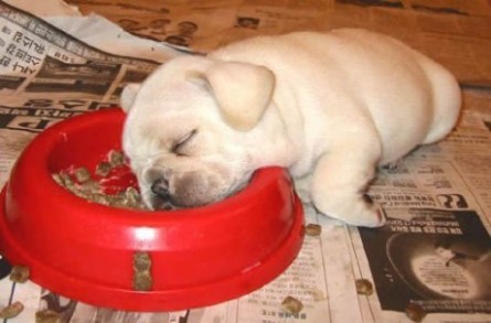 Puppy Sleeping While Eating Funny Picture