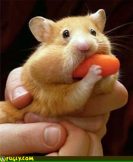 Rat Eating Carrot Funny Photo