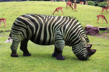 Rhino With Zebra Stripes Funny Picture