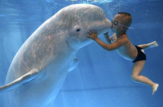 Small Kid Kissing Dolphin Funny Picture
