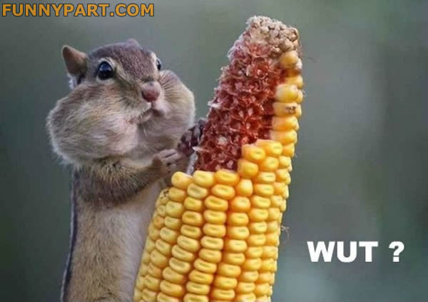 Squirrel Eating Corn Funny Image