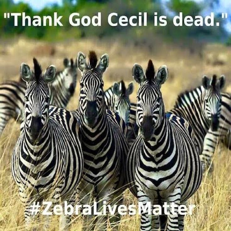 Thank God Cecil Is Dead Funny Zebra Meme