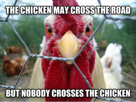 The Chicken May Cross The Road Funny Chicken Meme