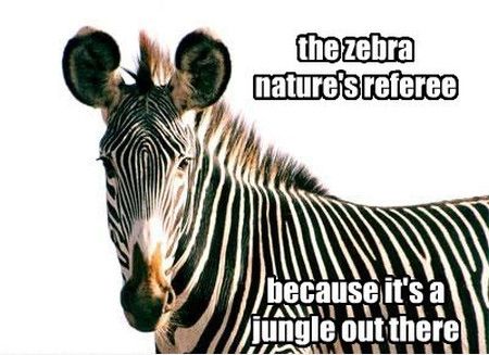 The Zebra Nature's Referee Funny Zebra Meme