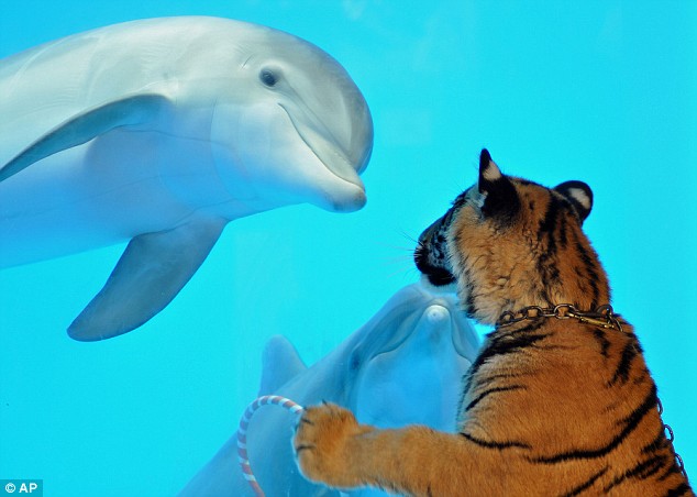 Tiger Shocking to See Dolphin Funny Image