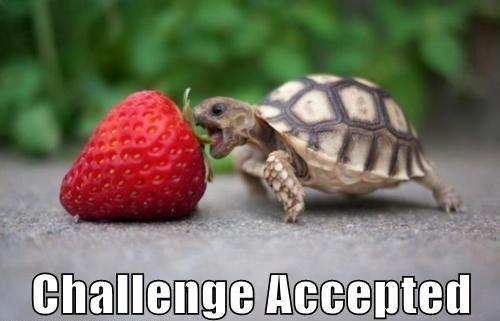 Turtle Try To Eat Strawberry Funny Image