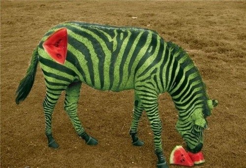 Watermelon Zebra Funny Photoshopped
