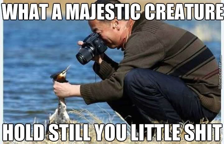What A Majestic Creature Funny Chicken Meme