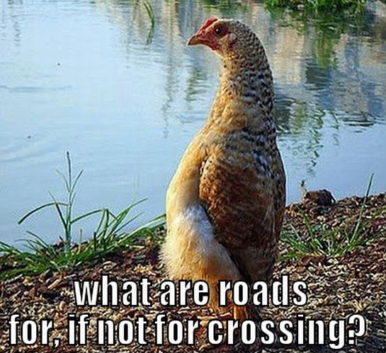 What Are Roads Funny Chicken Picture