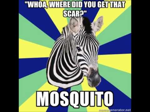 Where Did You Get That Scar Funny Zebra Meme